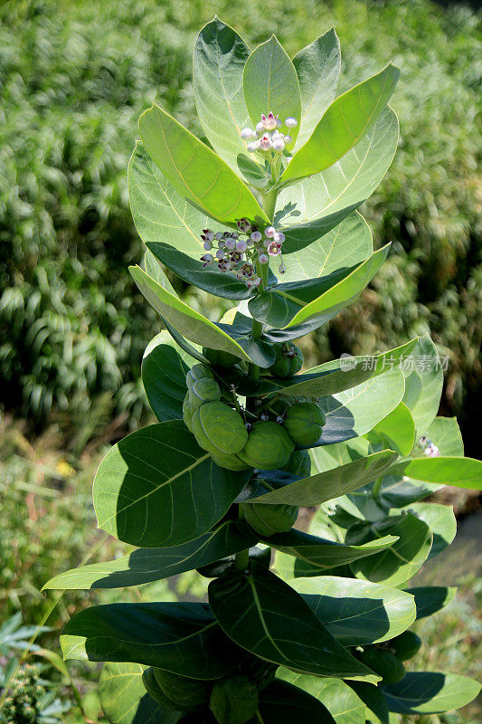 calotropis procera植物